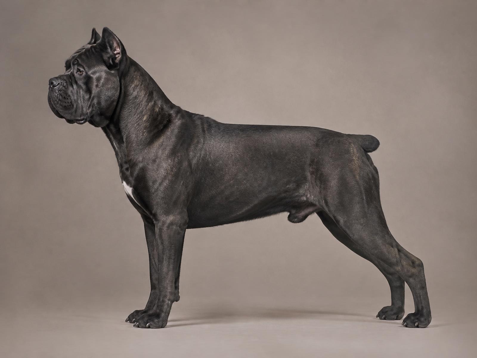 Cane Corso Italiano em pose técnica lateral, corpo inteiro