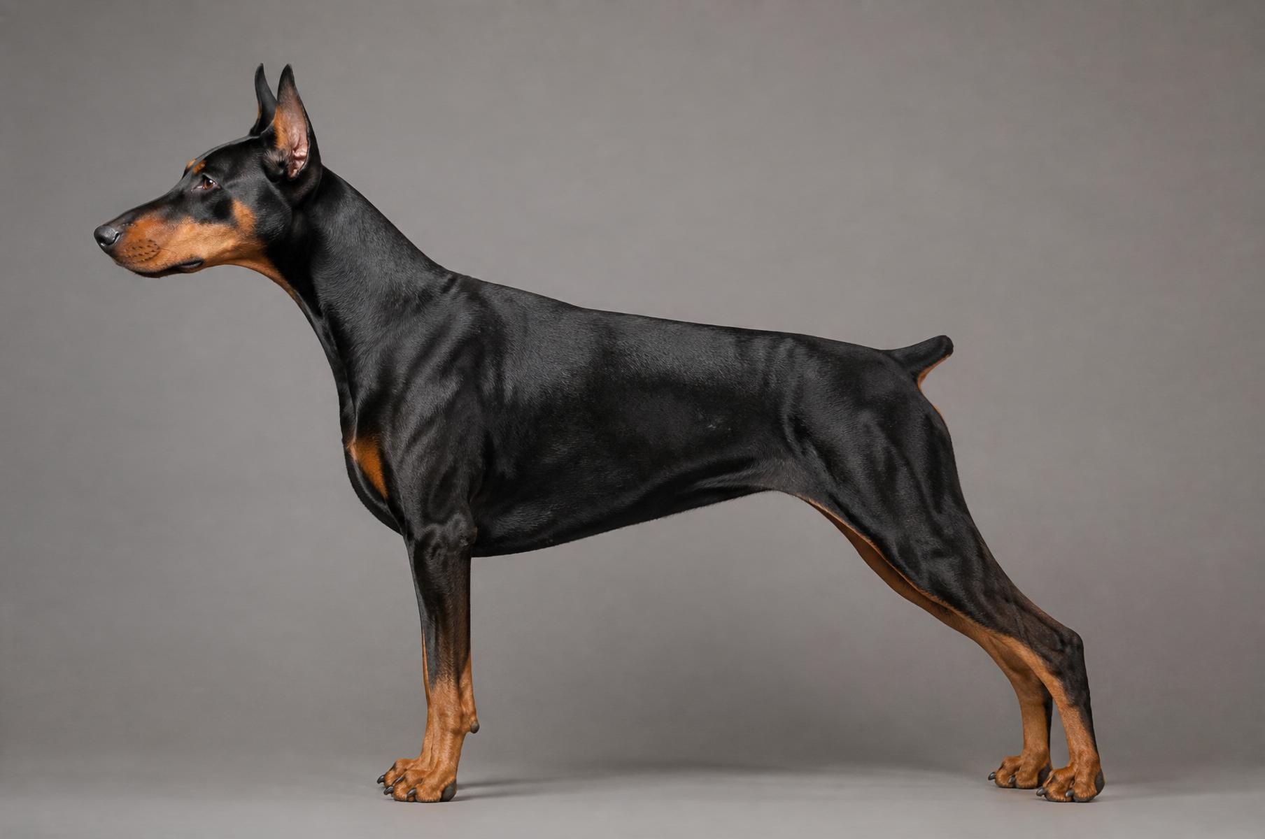 Doberman em pose técnica lateral, corpo inteiro
