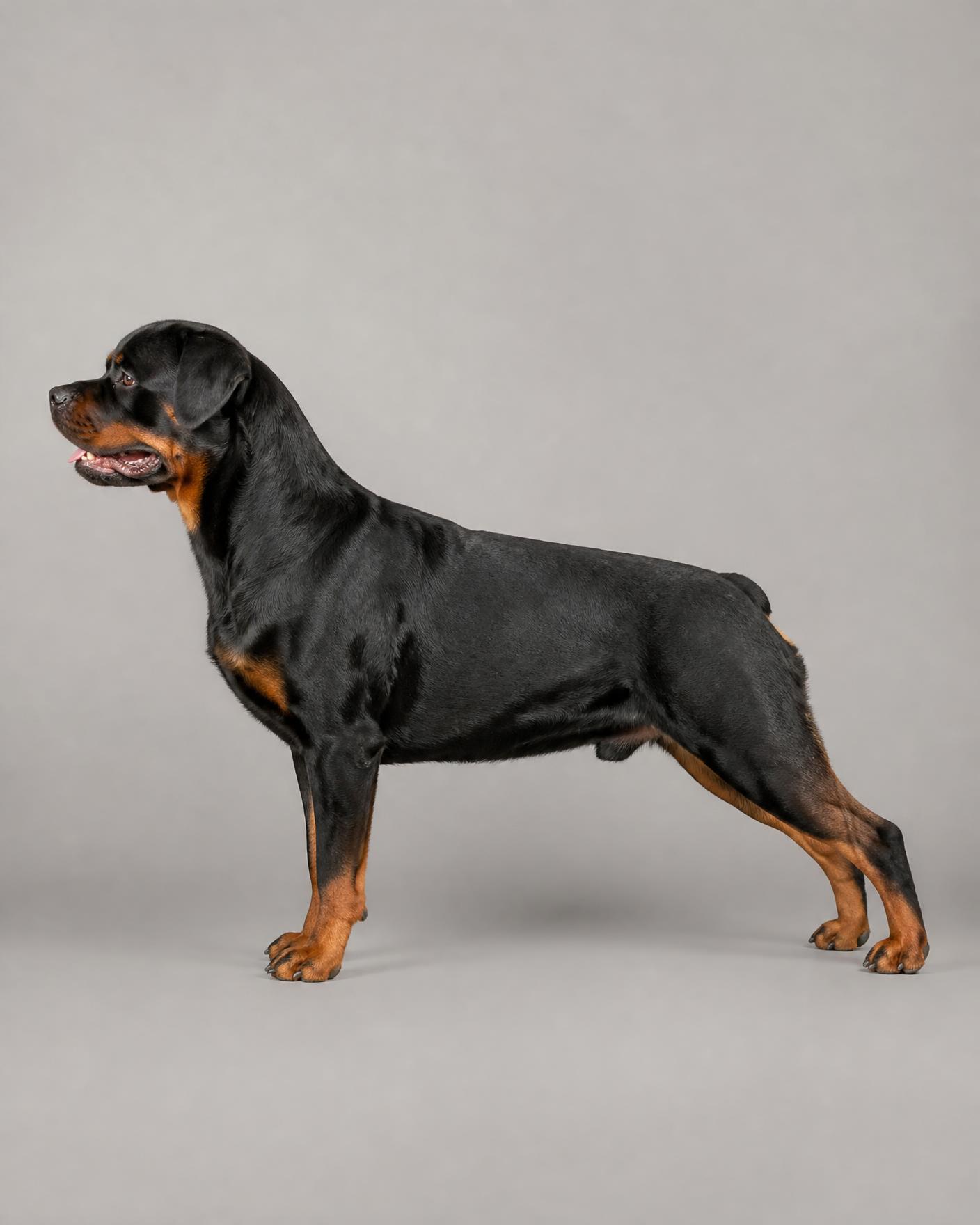 Rottweiler em pose técnica lateral — referência para o programa Founders de raça